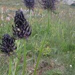 © val-cenis-termignon-refuge-entre-deux-eaux - sylvie.richen