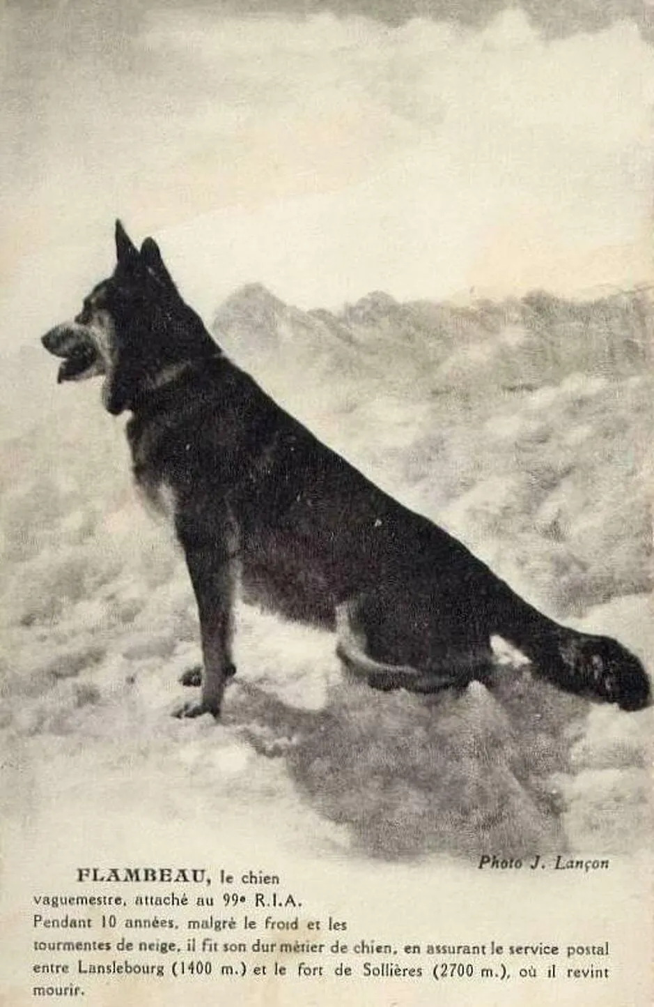 Monument van de hond Flambeau - x