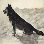 Monument van de hond Flambeau - x